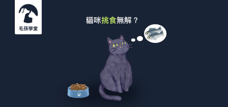 貓咪挑食無解 !? 木入森獨家呈現 : 破解貓咪挑食問題指南針